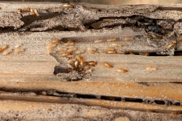 Best Local Pest Control Services  in Elk Ridge, UT